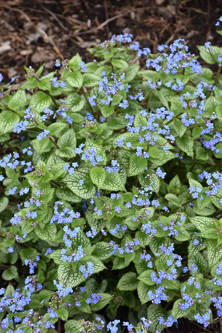 Sterling Silver Bugloss (Brunnera macrophylla 'Sterling Silver' 4387.1) #1 