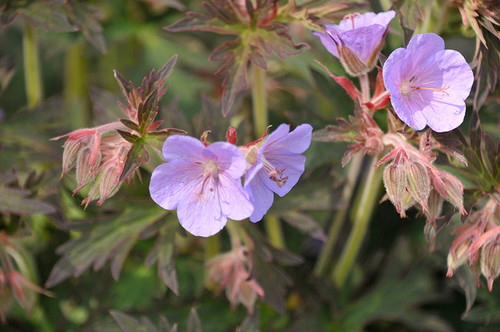 Boom Chocolatta Cranesbill (Geranium pratense 'Boom Chocolatta' 4980.1PW) #1 PWINNER
