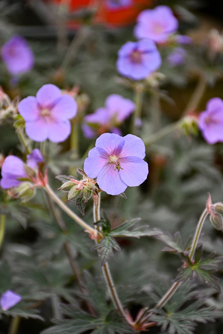 Boom Chocolatta Cranesbill (Geranium pratense 'Boom Chocolatta' 4980.1PW) #1 PWINNER