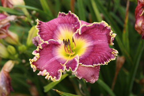 Raspberry Eclipse Daylily (Hemerocallis 'Raspberry Eclipse' 5570.1) #1 