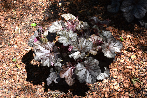 Northern Exposure Black Coral Bells (Heuchera 'TNHEUNEB' 5698.1) #1 