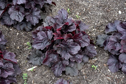 Northern Exposure Black Coral Bells (Heuchera 'TNHEUNEB' 5698.1) #1 