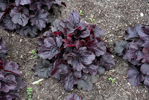 Northern Exposure Black Coral Bells (Heuchera 'TNHEUNEB' 5698.1) #1 
