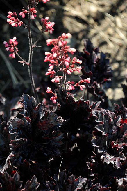 Timeless Night Coral Bells (Heuchera 'Timeless Night' 4177.1) #1 
