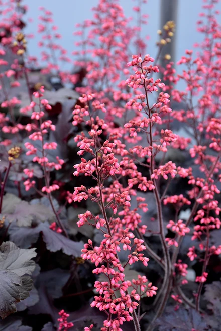 Timeless Night Coral Bells (Heuchera 'Timeless Night' 4177.1) #1 