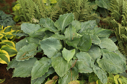 Shadowland Diamond Lake Hosta (Hosta 'Diamond Lake' 4657.1PW) #1 PWINNER