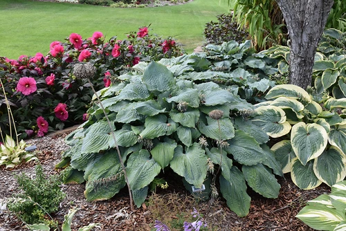 Shadowland Diamond Lake Hosta (Hosta 'Diamond Lake' 4657.1PW) #1 PWINNER