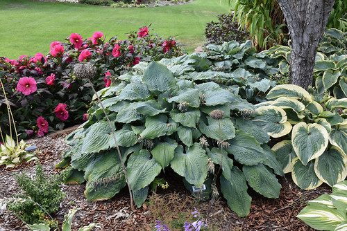 Shadowland Diamond Lake Hosta (Hosta 'Diamond Lake' 4657.1PW) #1 PWINNER