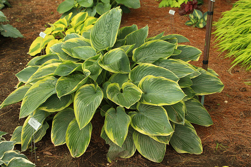 Shadowland Wu La La Hosta (Hosta 'Wu La La' 5126.1PW) #1 PWINNER