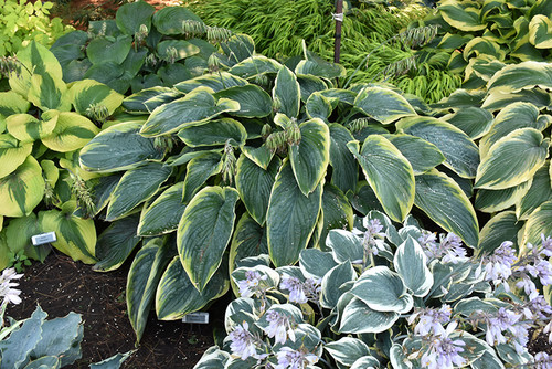 Shadowland Wu-La-La Hosta (Hosta 'Wu-La-La' 5126.1PW) #1 PWINNER