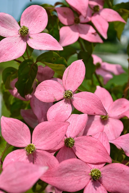 Scarlet Fire Flowering Dogwood (Cornus kousa 'Rutpink' 0929.5) #5 