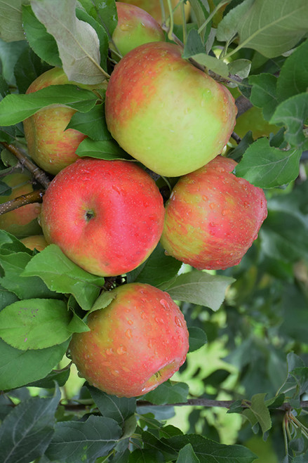 Honeycrisp Apple (Malus 'Honeycrisp' 0267.8SD) #10 SEMIDWF
