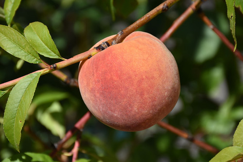 Redhaven Peach (Prunus persica 'Redhaven' 0398.8) #10 