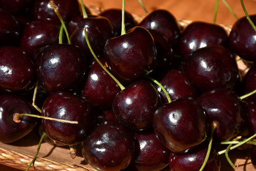 Stella Cherry (Prunus avium 'Stella' 0434.8) #10 