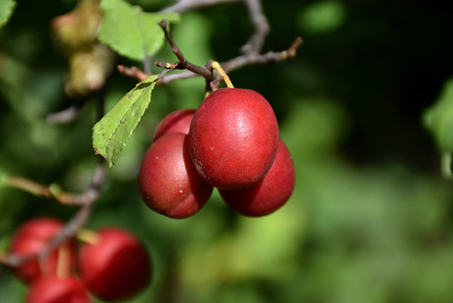 Toka Plum (Prunus 'Toka' 0397.8) #10 