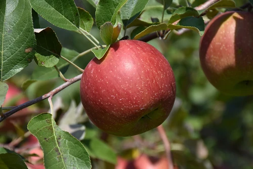 WineCrisp Apple (Malus 'Co-op31' 0214.8SD) #10 SEMIDWF