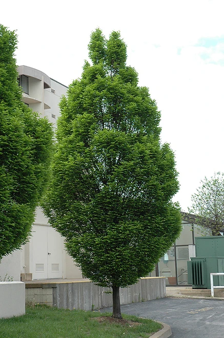 Pyramidal European Hornbeam (Carpinus betulus 'Fastigiata' 0123.968) #15 8'