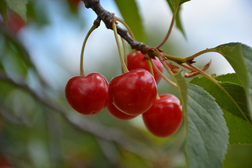 Montmorency Cherry (Prunus 'Montmorency' 0467.8) #10 