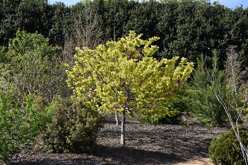 THE RISING SUN REDBUD (Cercis canadensis 'The Rising Sun') #5