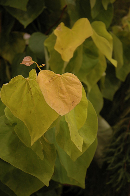 THE RISING SUN REDBUD (Cercis canadensis 'The Rising Sun') #5