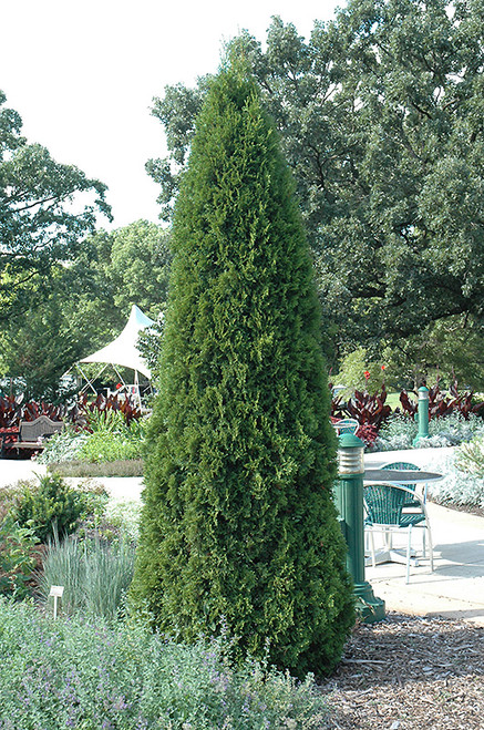 EMERALD GREEN ARBORVITAE (Thuja occidentalis 'Smaragd') #3