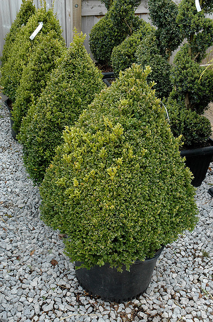 Green Mountain Boxwood (pyramid form) (Buxus 'Green Mountain (pyramid)' 2850.3PY) #3 PYRAMID