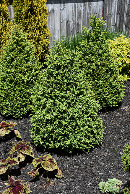 Green Mountain Boxwood (pyramid form) (Buxus 'Green Mountain (pyramid)' 2850.3PY) #3 PYRAMID