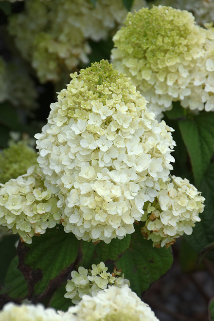 Little Hottie Hydrangea (Hydrangea paniculata 'BAILPANONE' 1578.3) #3 