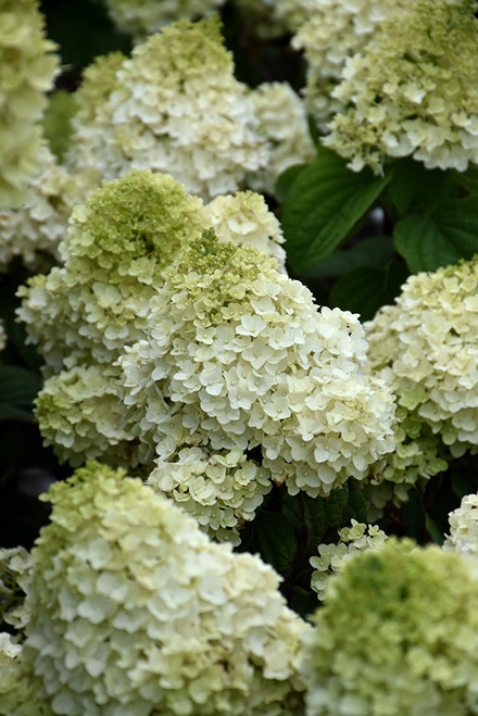 Little Hottie Hydrangea (Hydrangea paniculata 'BAILPANONE' 1578.3) #3 