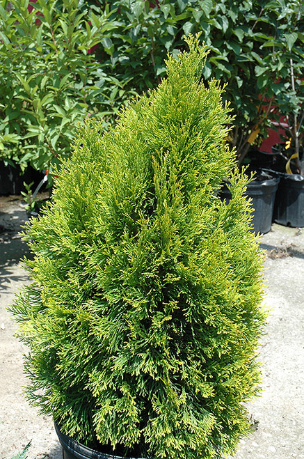 Highlights Arborvitae (Thuja occidentalis 'Janed Gold' 2223.318) #3 18-24"