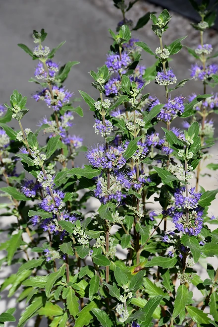Beyond Midnight Caryopteris (Caryopteris x clandonensis 'CT-9-12' 1764.3PW) #3 PWINNER