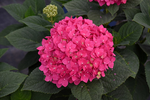 Summer Crush Hydrangea (Hydrangea macrophylla 'Bailmacfive' 1844.3) #3 