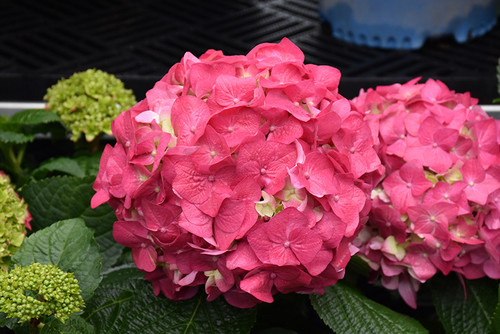 Summer Crush Hydrangea (Hydrangea macrophylla 'Bailmacfive' 1844.3) #3 