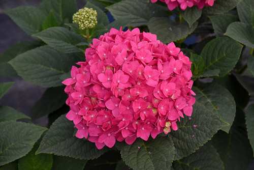 Summer Crush Hydrangea (Hydrangea macrophylla 'Bailmacfive' 1844.5) #5  Summer Crush Hydrangea (Hydrangea macrophylla 'Bailmacfive' 1844.5) #5
