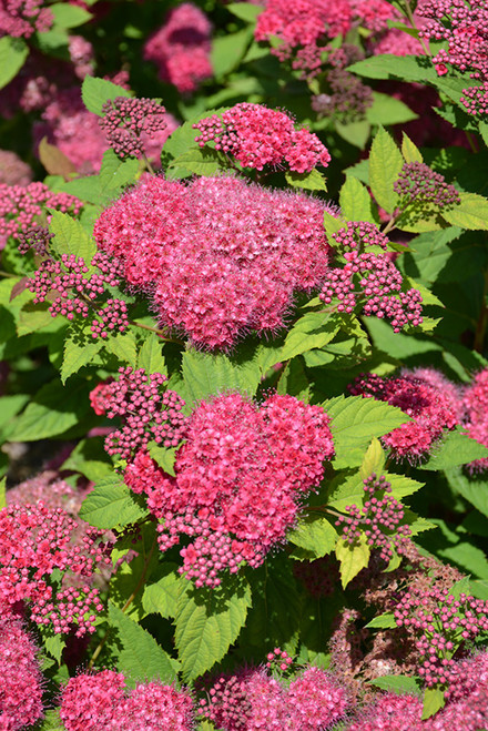 Double Play Red Spirea (Spiraea japonica 'SMNSJMFR' 1357.3PW) #3 PWINNER