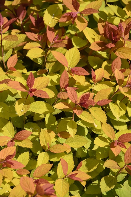 Double Play Big Bang Spirea (Spiraea 'Tracy' 1356.3PW) #3 PWINNER