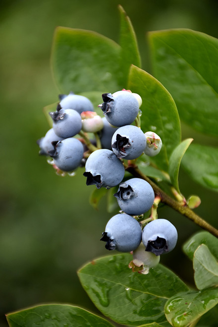Northblue Blueberry (Vaccinium 'Northblue' )  