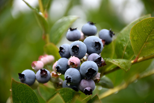 Patriot Blueberry (Vaccinium corymbosum 'Patriot') #1