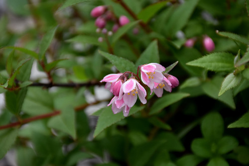 Yuki Cherry Blossom Deutzia (Deutzia 'NCDX2' 1768.3PW) #3 PWINNER