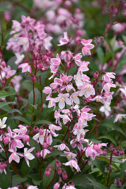 Yuki Cherry Blossom Deutzia (Deutzia 'NCDX2' 1768.3PW) #3 PWINNER