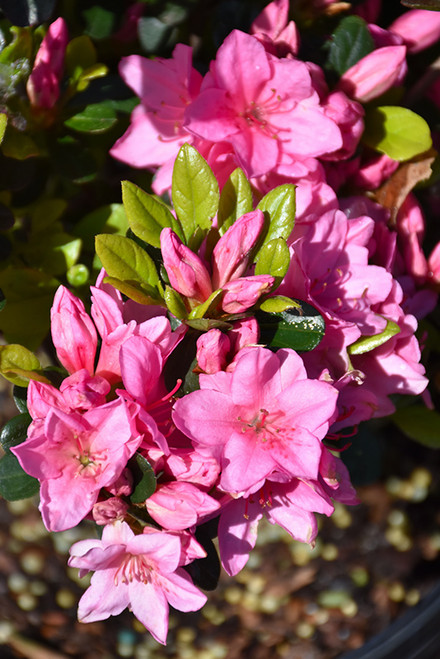 Tradition Azalea (Rhododendron 'Tradition') #3