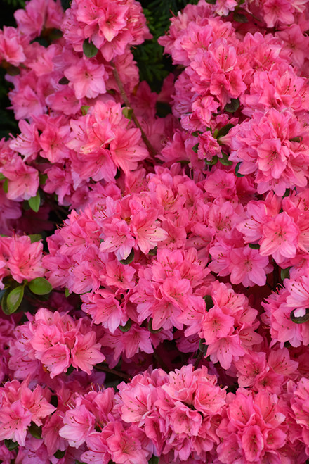 Tradition Azalea (Rhododendron 'Tradition') #3