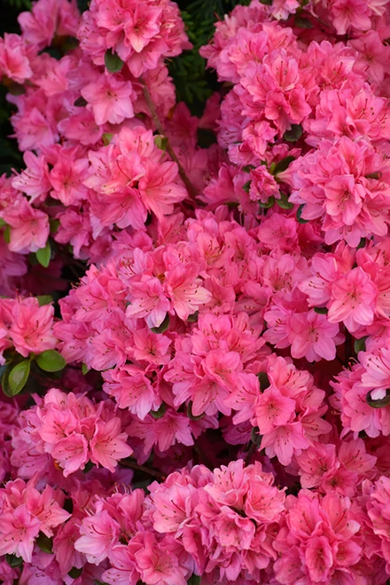 Tradition Azalea (Rhododendron 'Tradition') #3