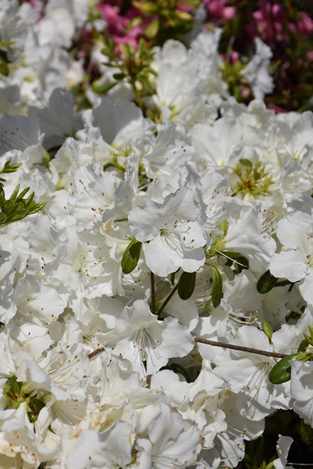 Girard's Pleasant White Azalea (Rhododendron 'Girard's Pleasant White') #3