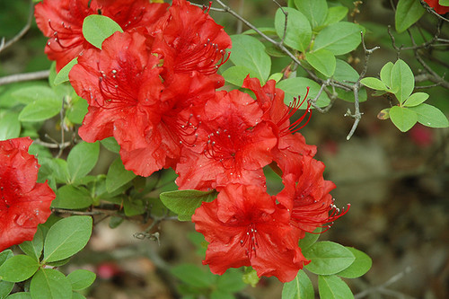 Girard's Hot Shot Azalea (Rhododendron 'Girard's Hot Shot') #3