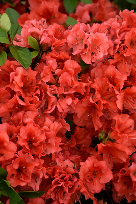 Girard's Hot Shot Azalea (Rhododendron 'Girard's Hot Shot') #3
