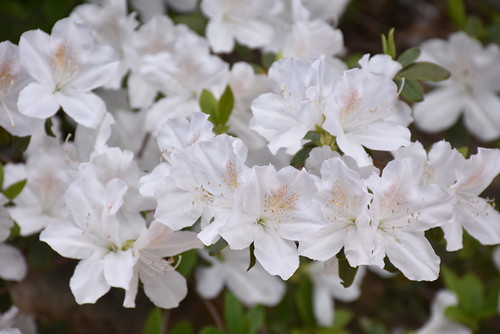 Delaware Valley White Azalea (Rhododendron 'Delaware Valley White') #3
