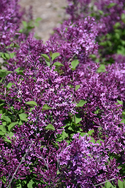 Bloomerang Dark Purple Lilac (Syringa 'SMSJBP7' 1451.3PW) #3 PWINNER