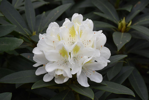 'CHIONOIDES' RHODODENDRON ((Rhododendron catawbiense 'Chionoides') #3