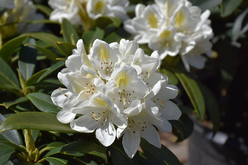 'CHIONOIDES' RHODODENDRON ((Rhododendron catawbiense 'Chionoides') #3